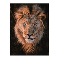 Thumbnail for Suntoy Pussel Photographer's Collection Sunset Lion (1000 bitar)